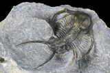 Ceratarges Trilobite With Spines-On-Spines - Zireg, Morocco #178103-3